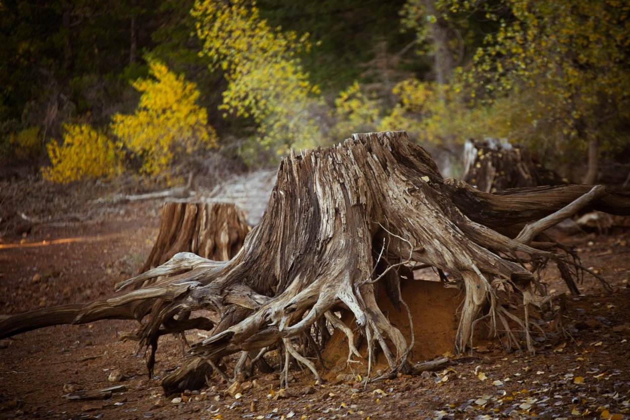 Пень с корнями