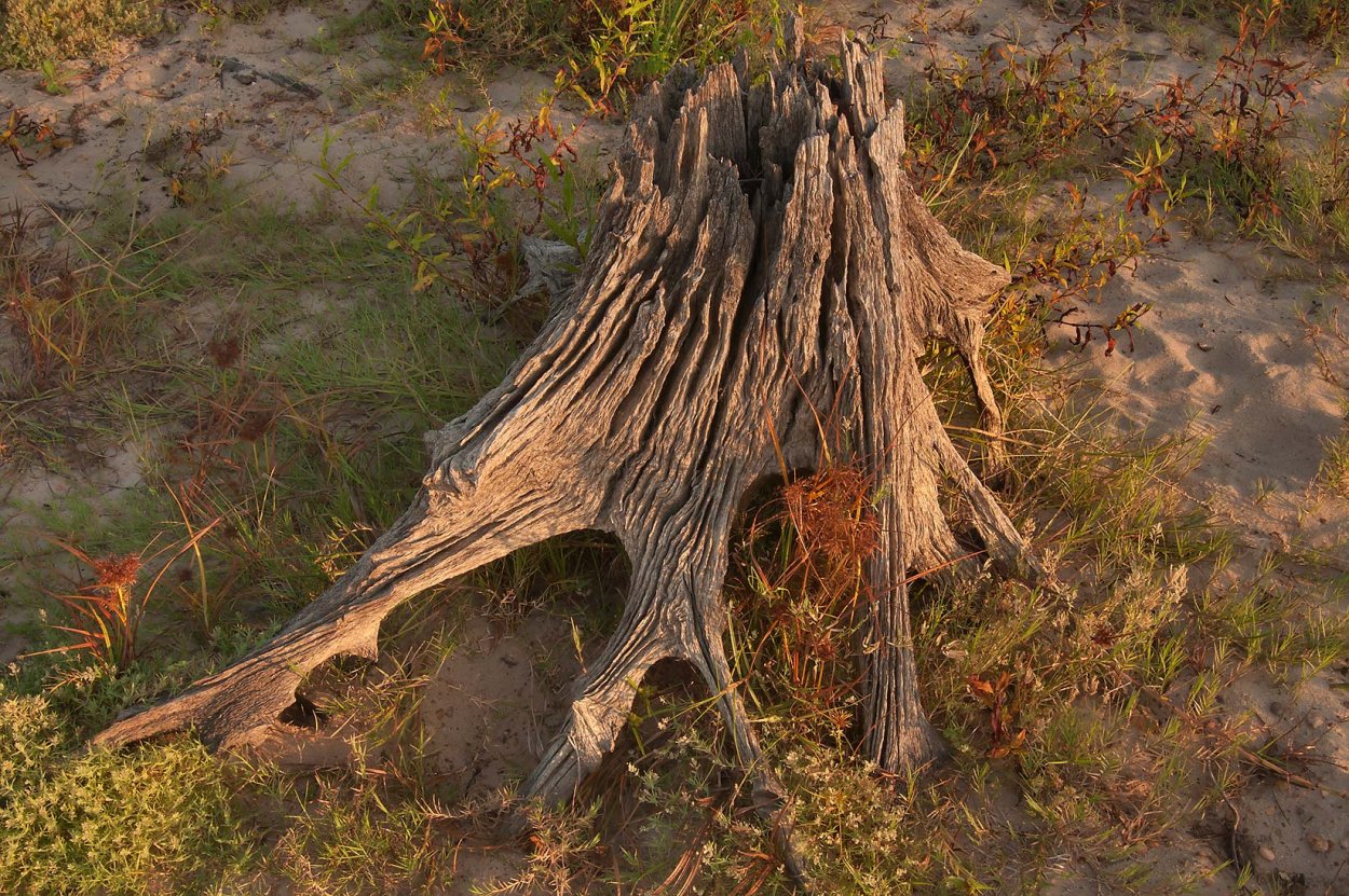 Сибирская коряга