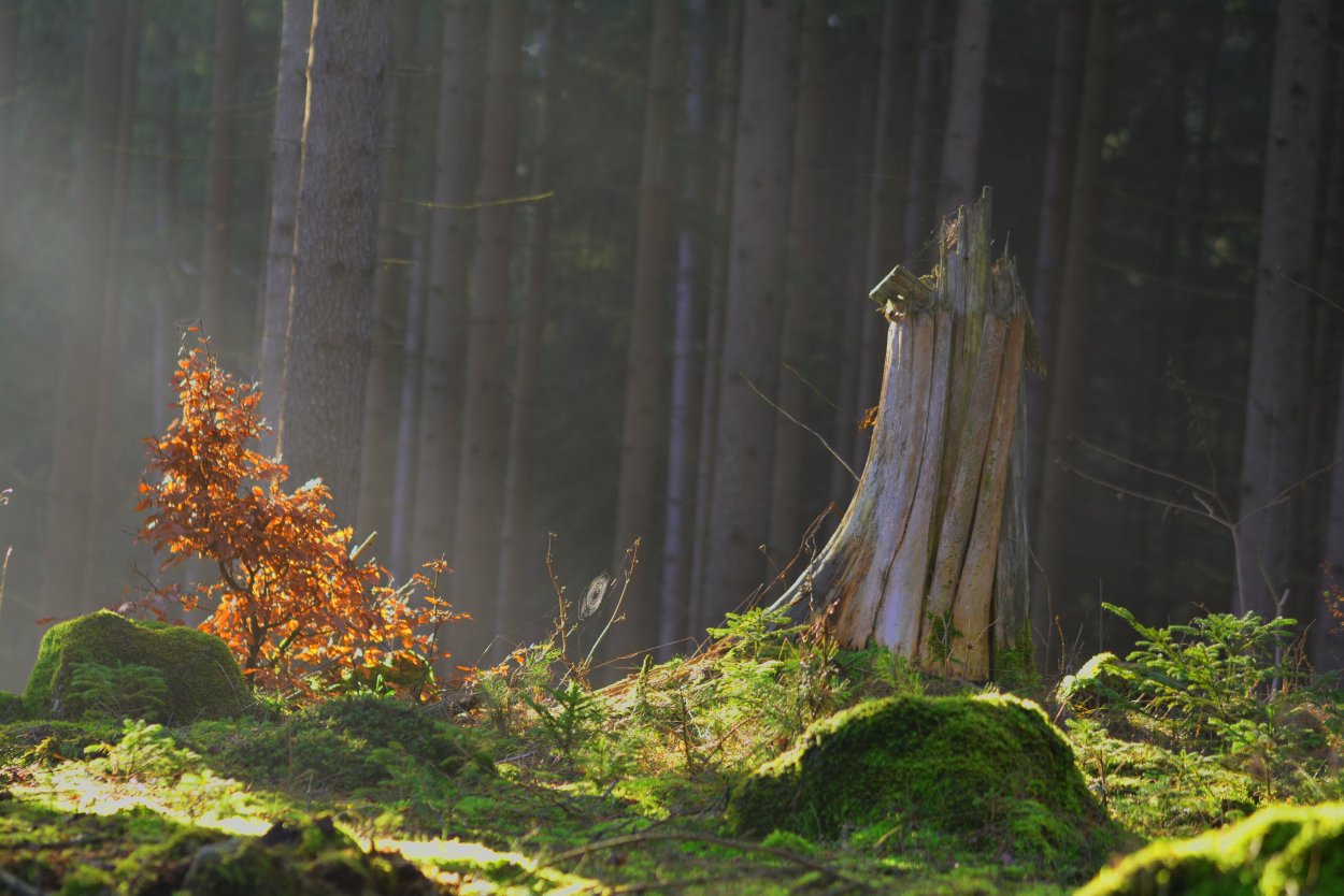 Макросъёмка мох