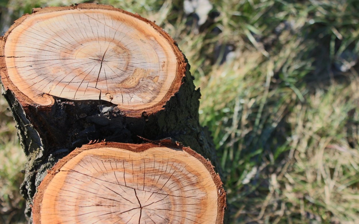 Годичные кольца сосны