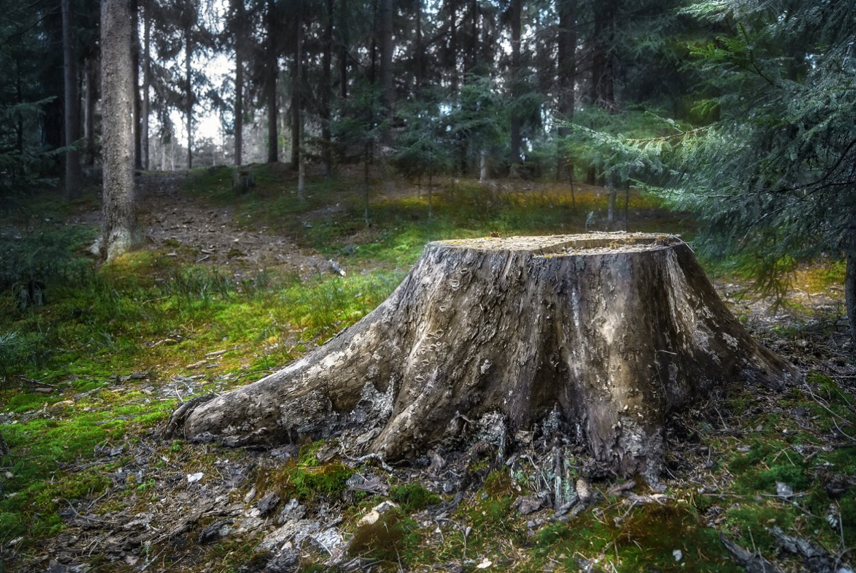 Высокий пень