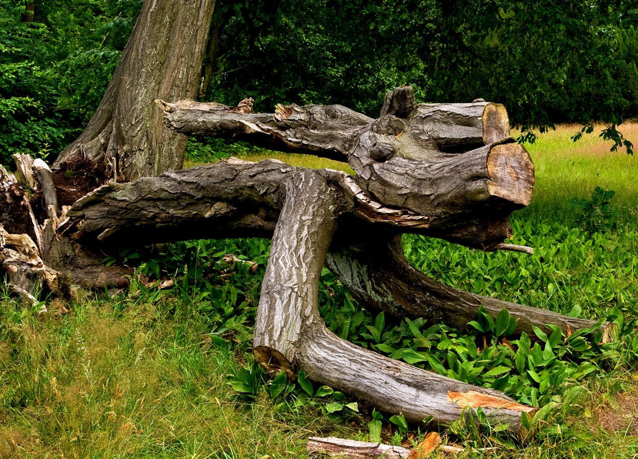 Сказочный лес