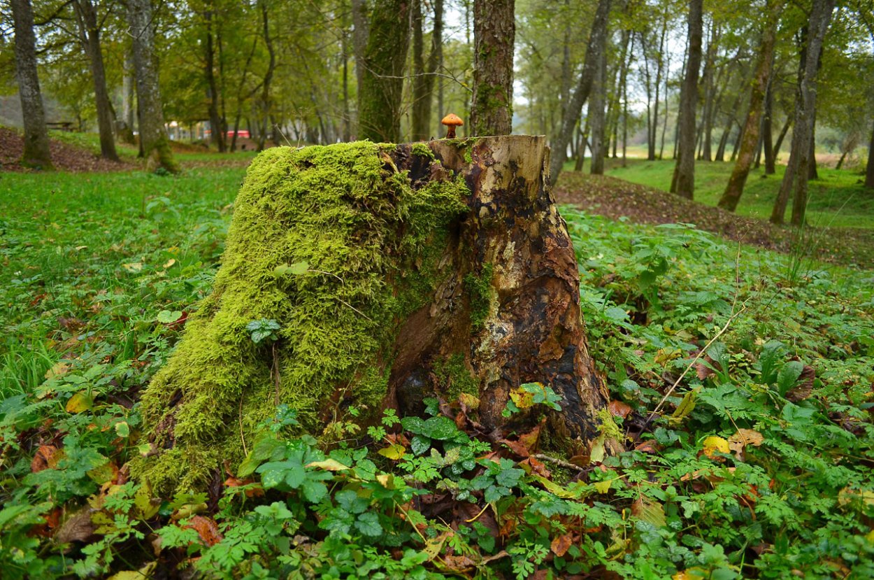 Клумба из пня