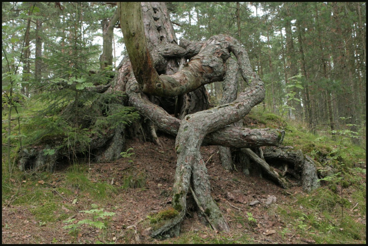 Деревья на болоте