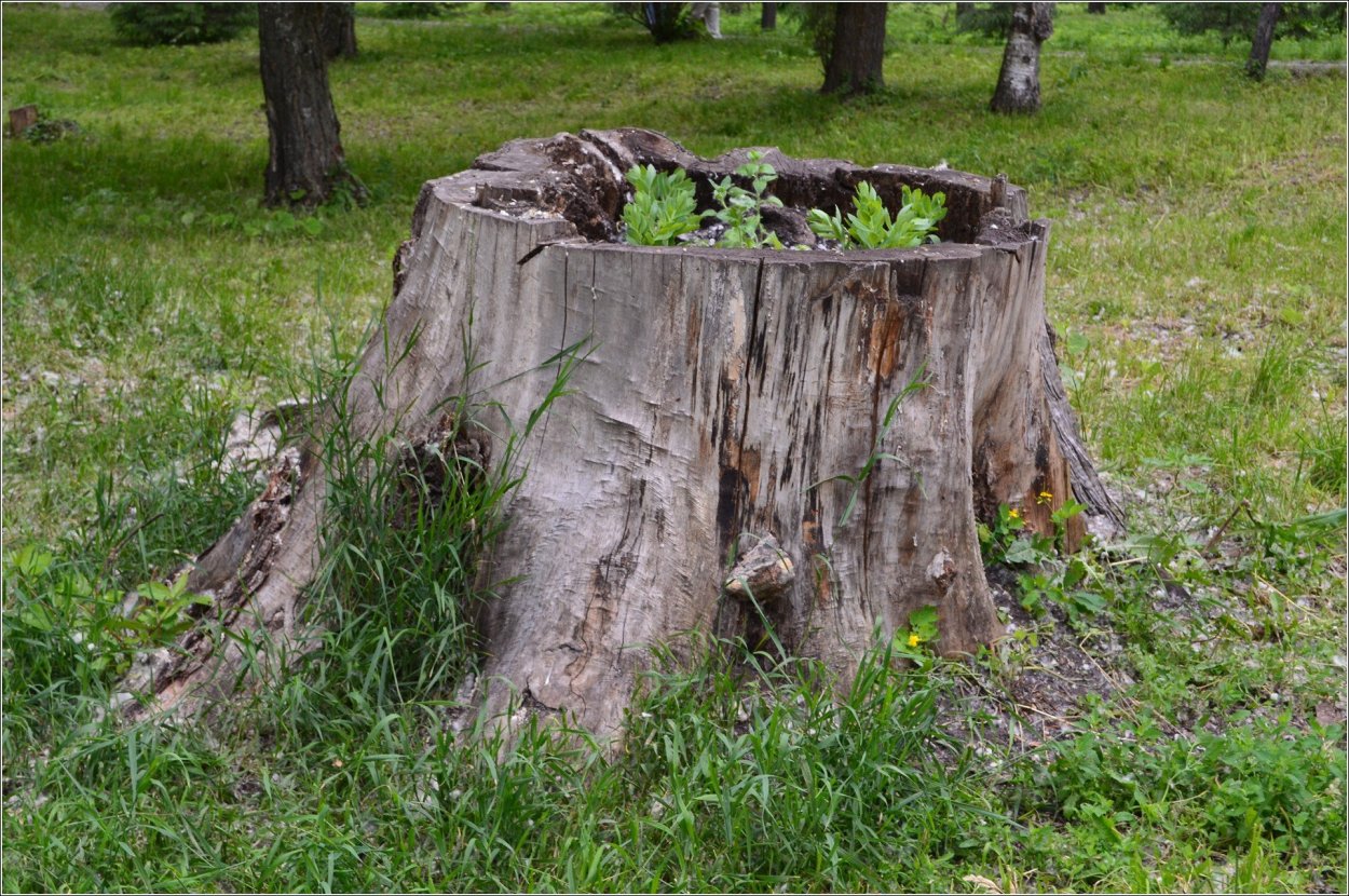 Деревянный декор для сада