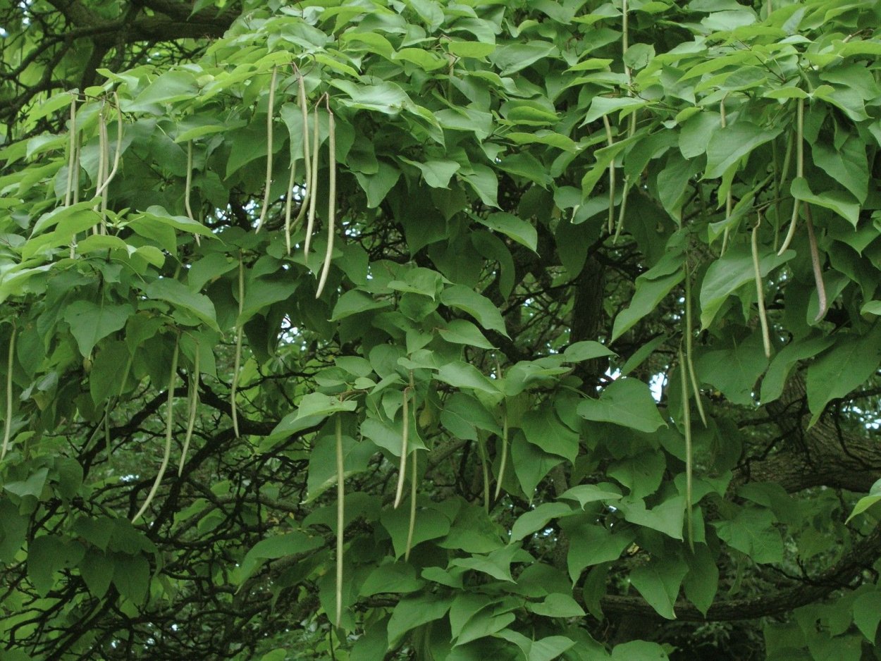 Катальпа фасоль