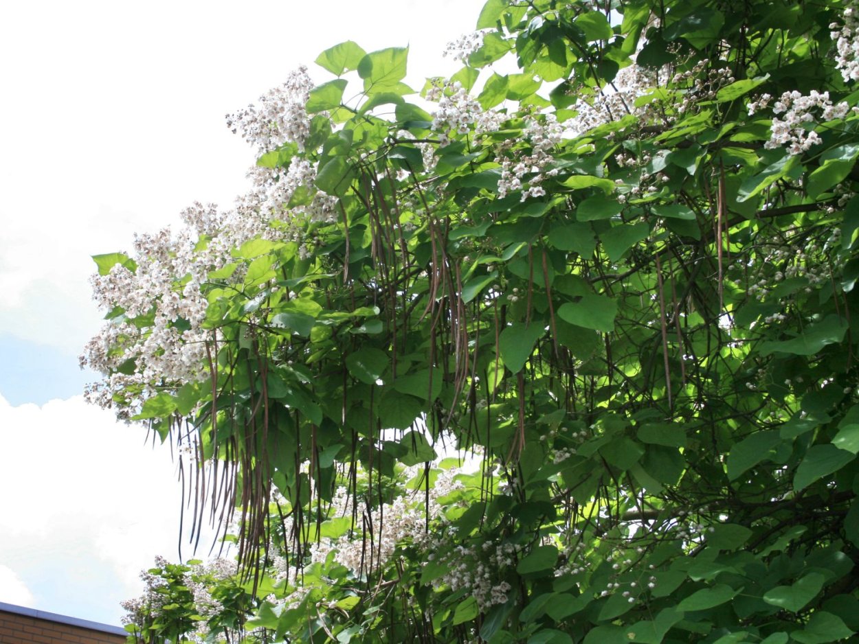 Фасолевое дерево катальпа