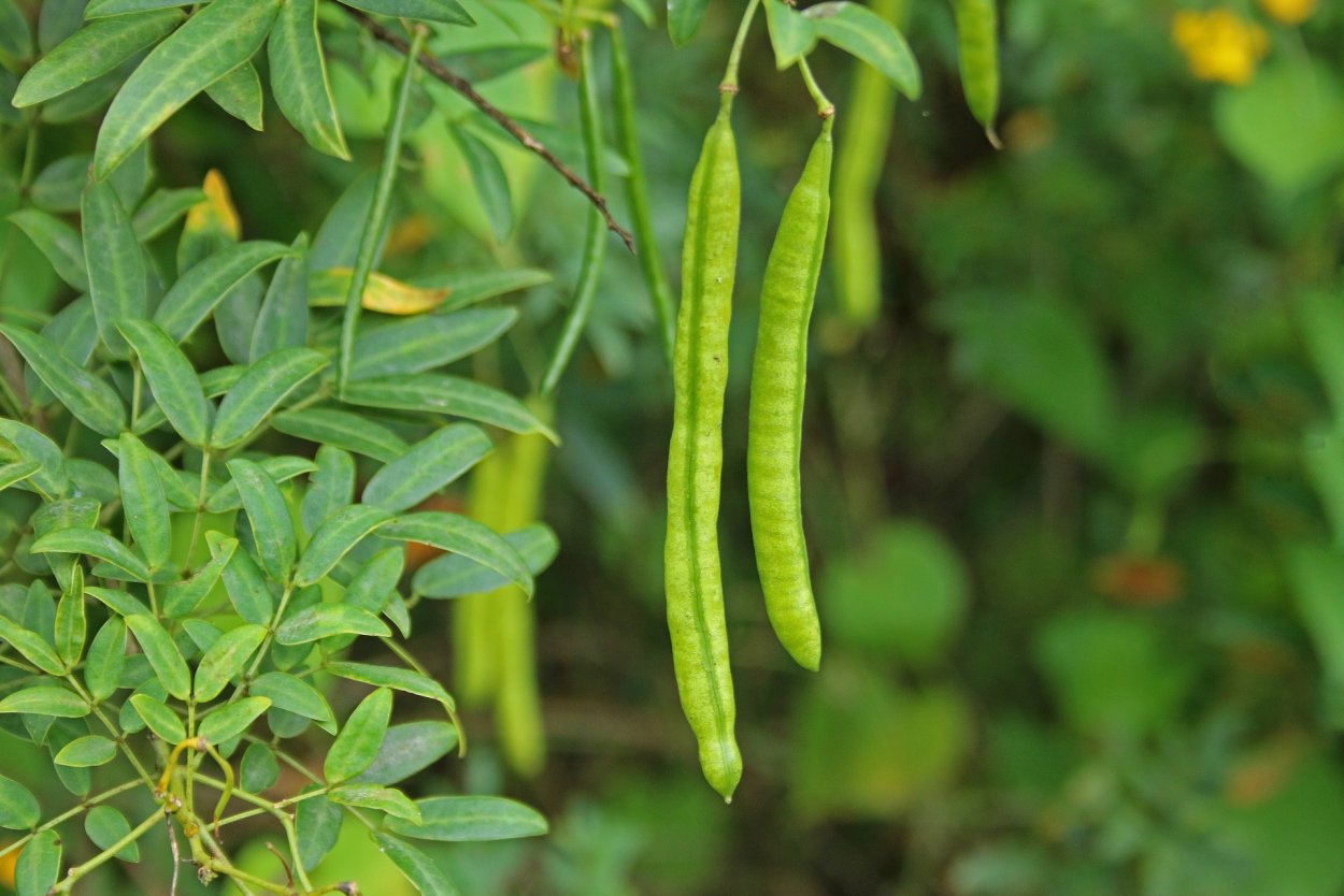 Катальпа белая дерево