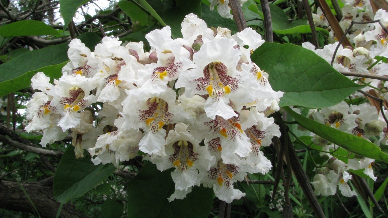 Катальпа дерево стручок