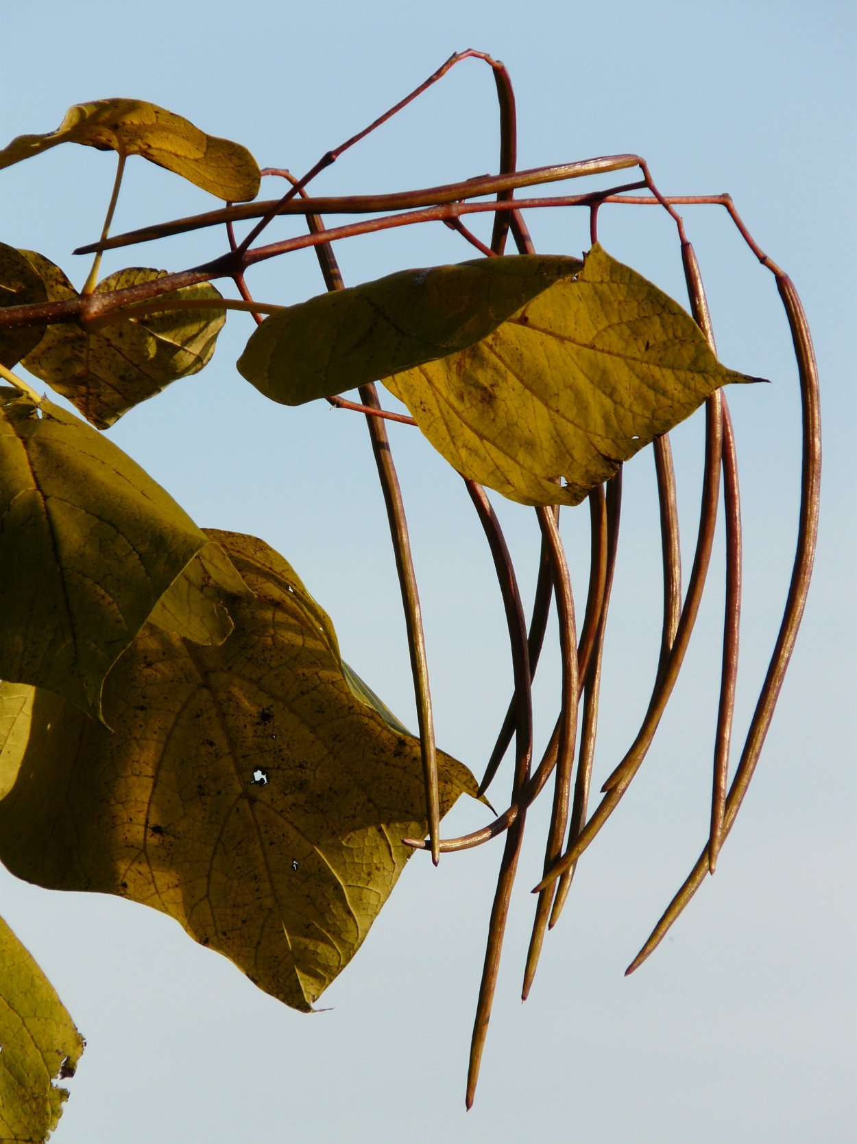 Катальпа Северная