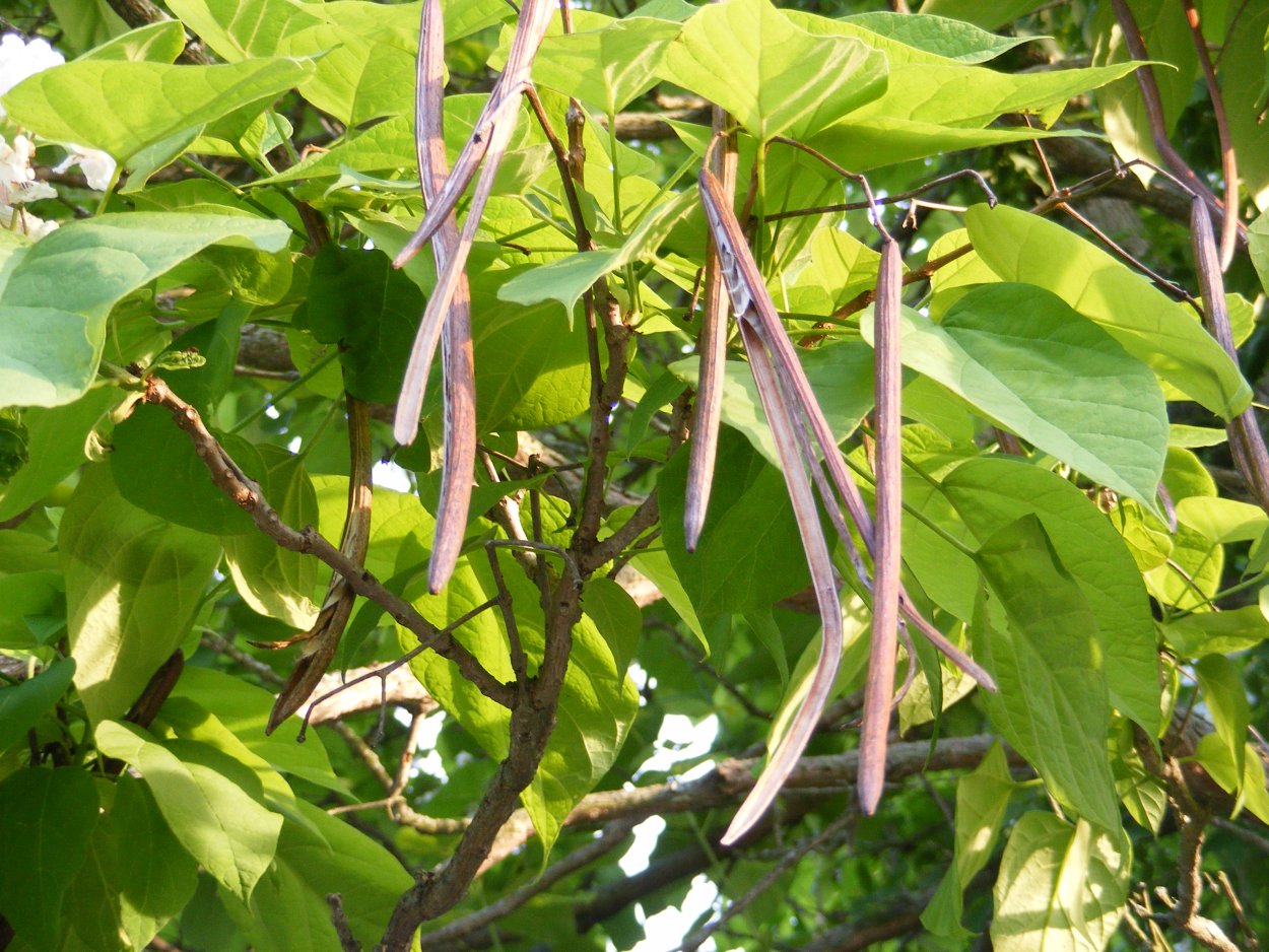 Катальпа дерево стручок