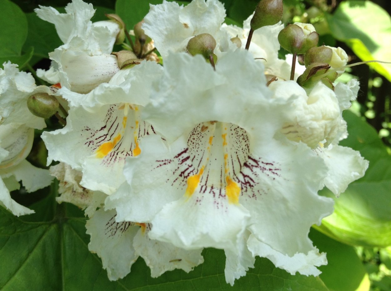 Гледичия Акация