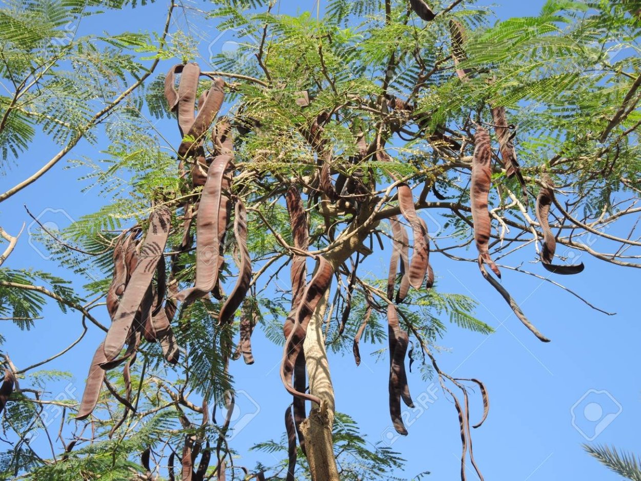 Хлебное дерево кэроб
