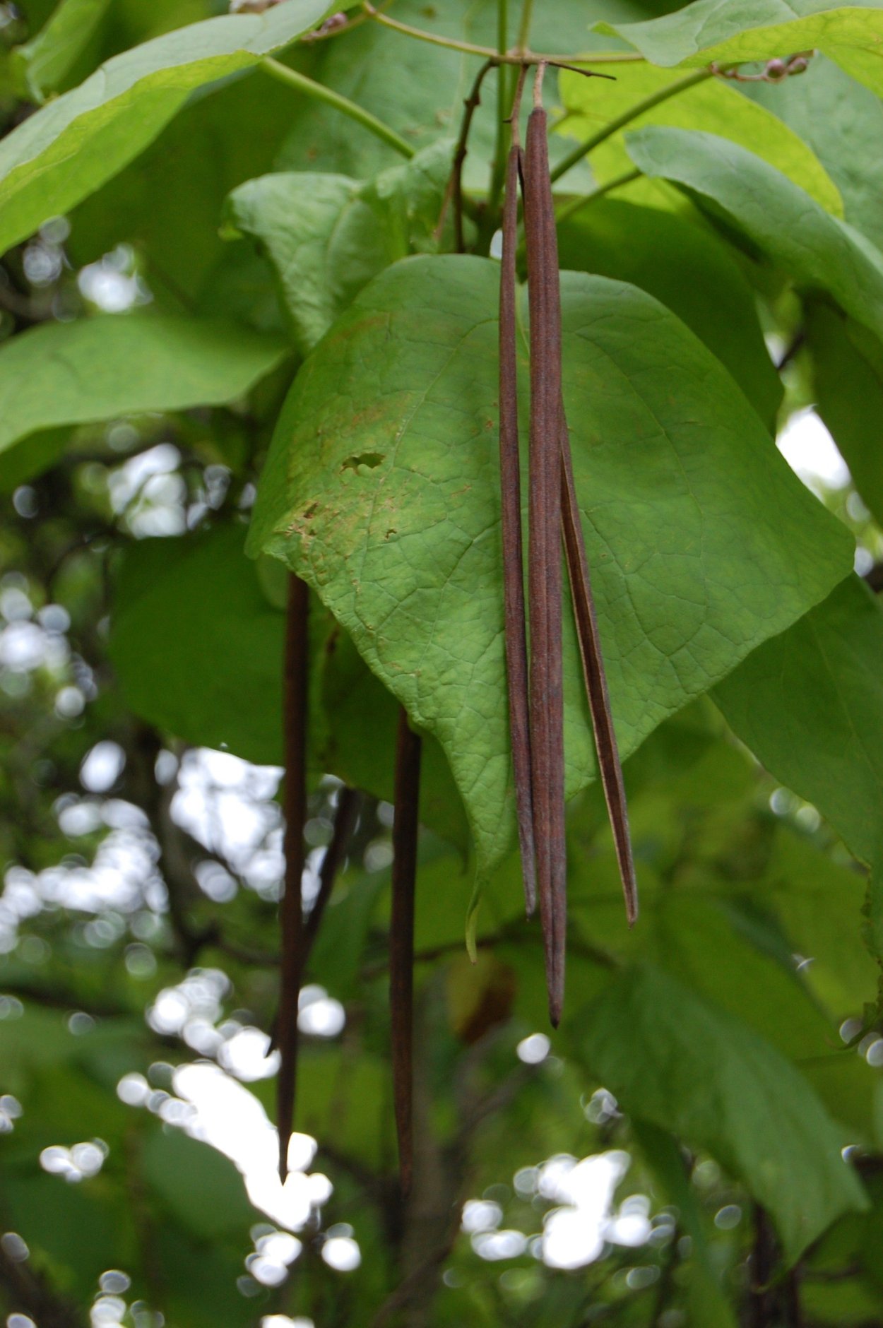 Катальпа дерево осенью