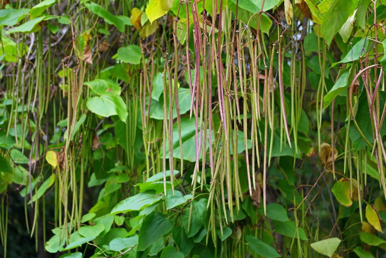 Гледичия дерево семена