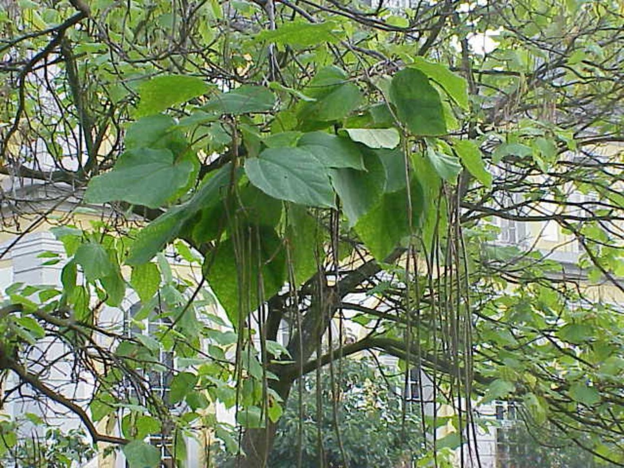 Катальпа сычуанская (Catalpa sutchuensis