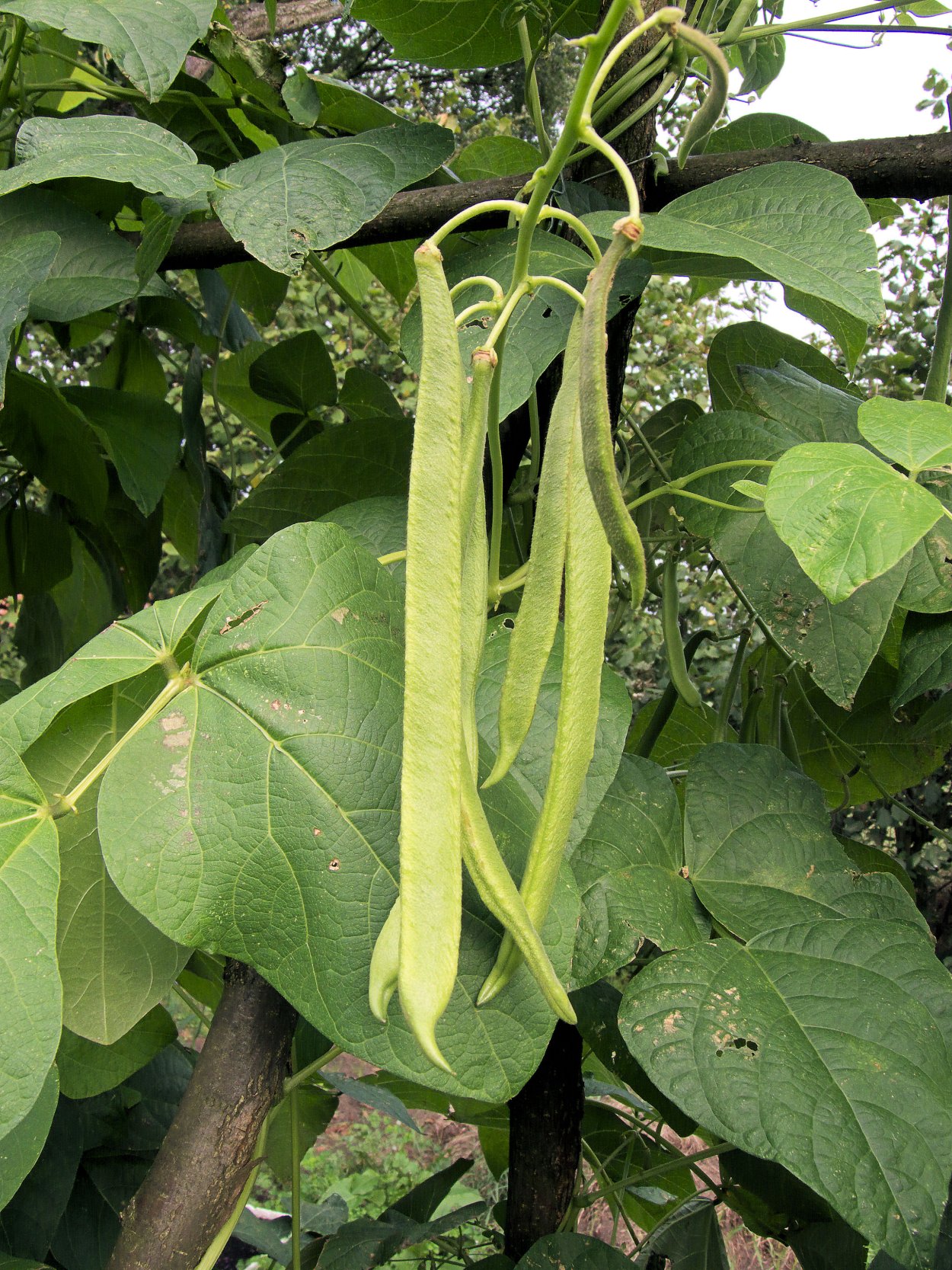 Катальпа бигнониевидная – Catalpa bignonioides Walter