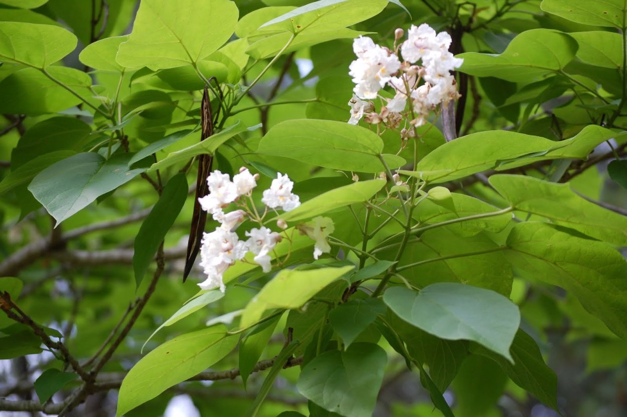 Цератония рожковое дерево