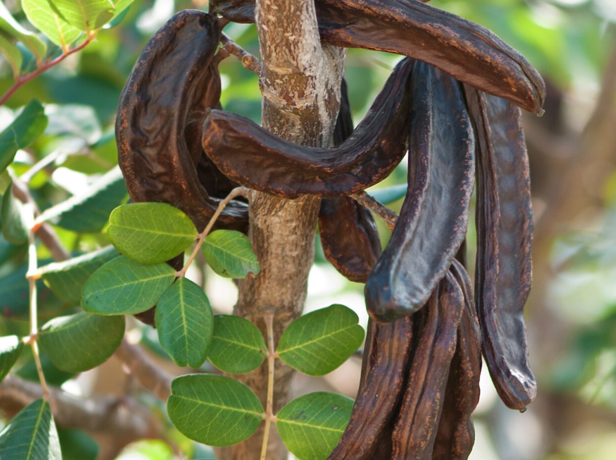 Стручки Адамового дерева