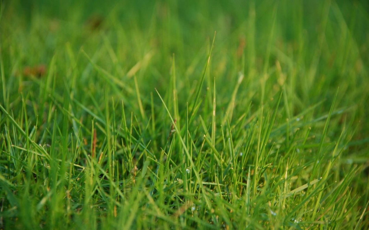 Трава градиент