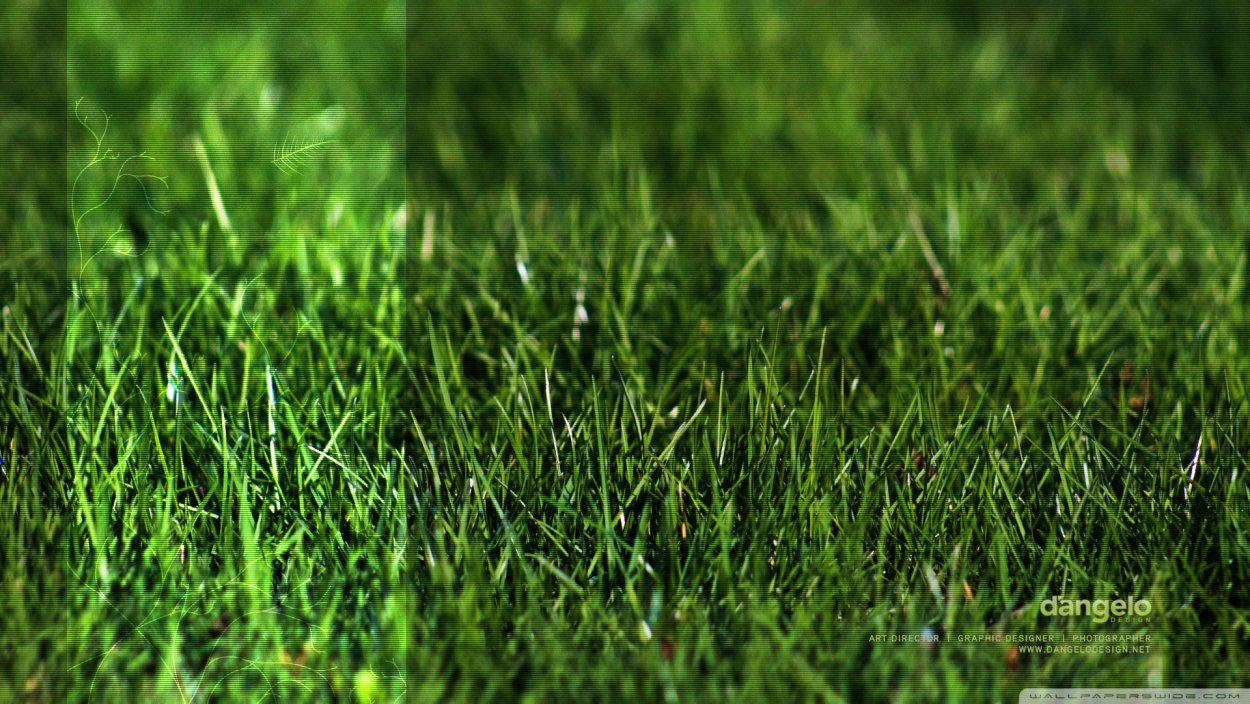 Обои на телефон трава