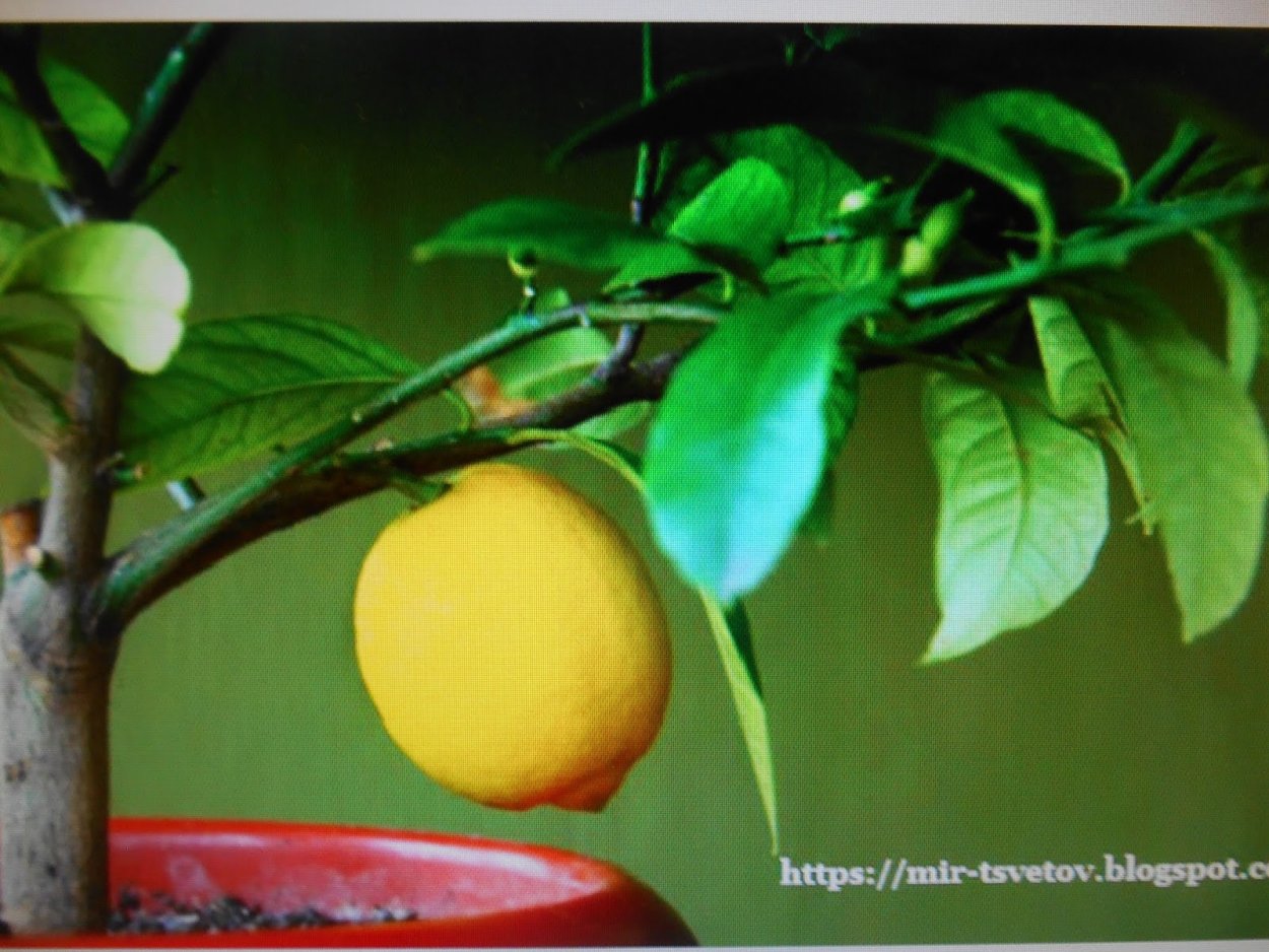 Цитрусовое дерево с колючками