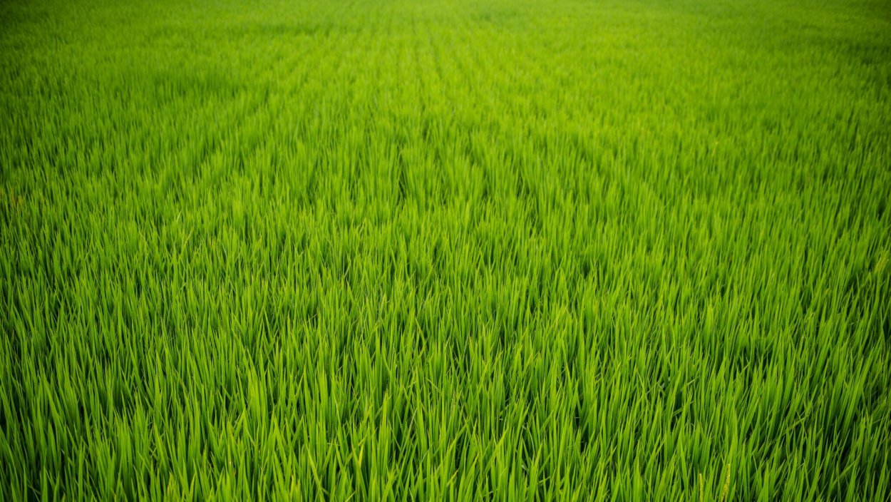 Зелень трава