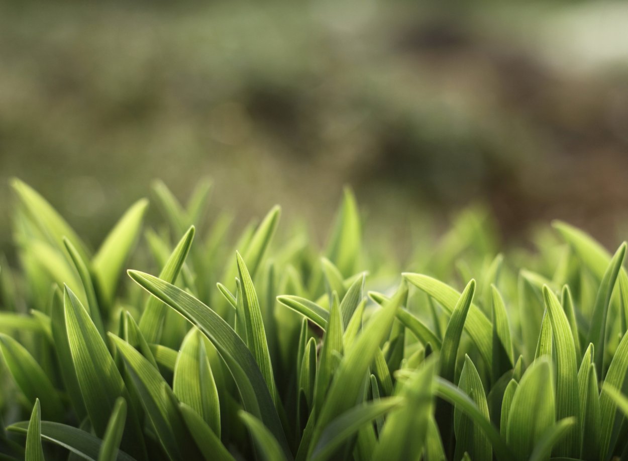 Живые обои трава