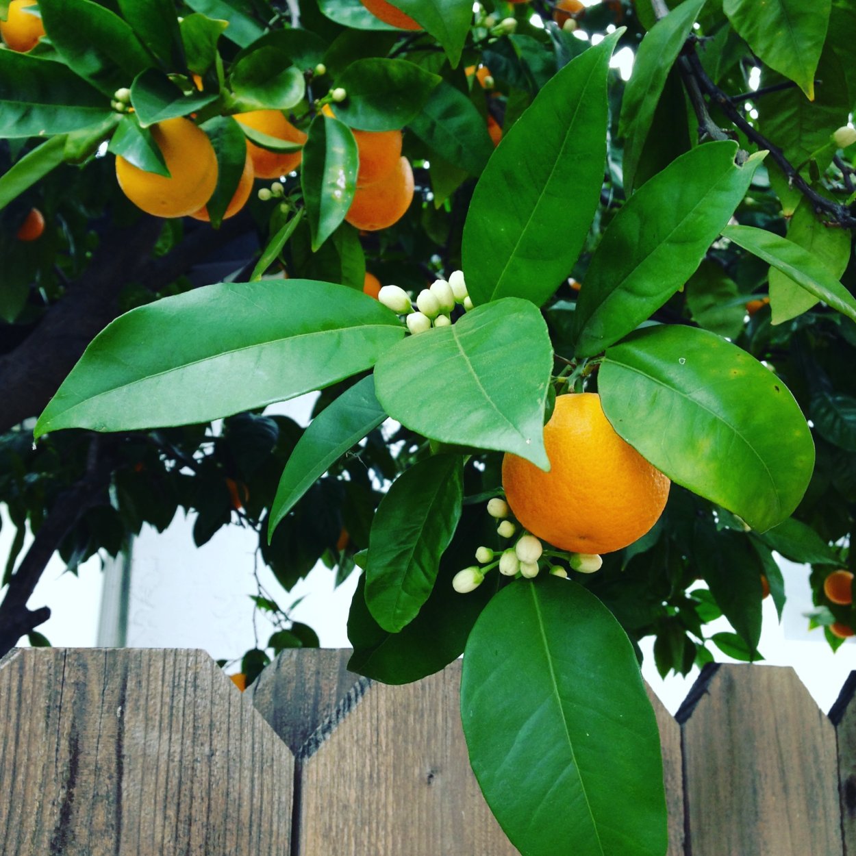 Лимон сорт Новогрузинский