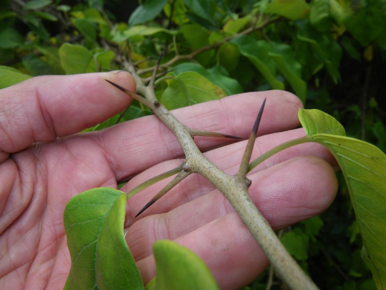 Цитрус (комнатное растение) лимон Мейера