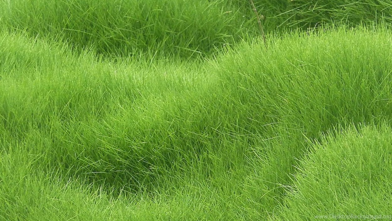 Grass texture seamless 4k