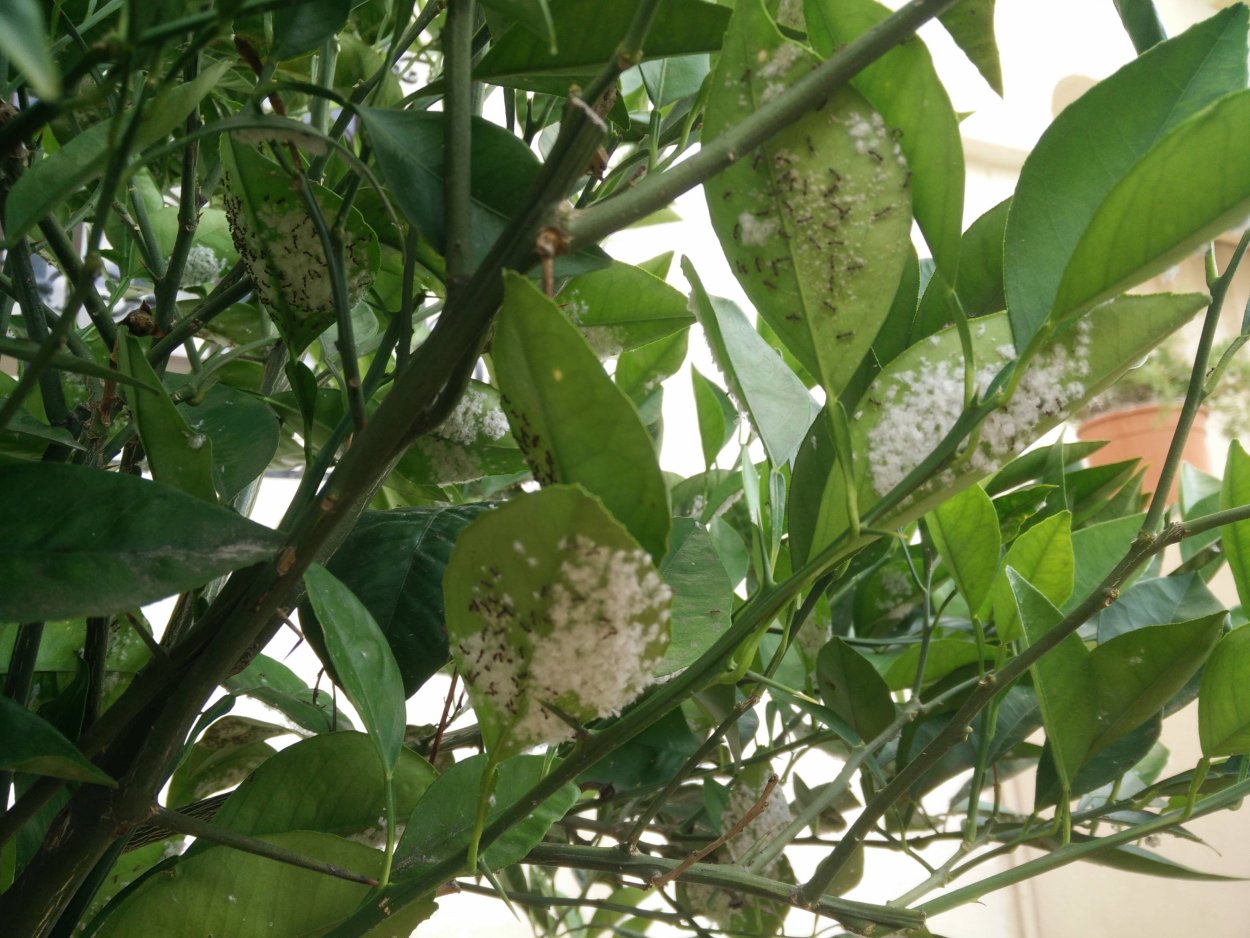 Цитрусовое дерево с шипами на стволе