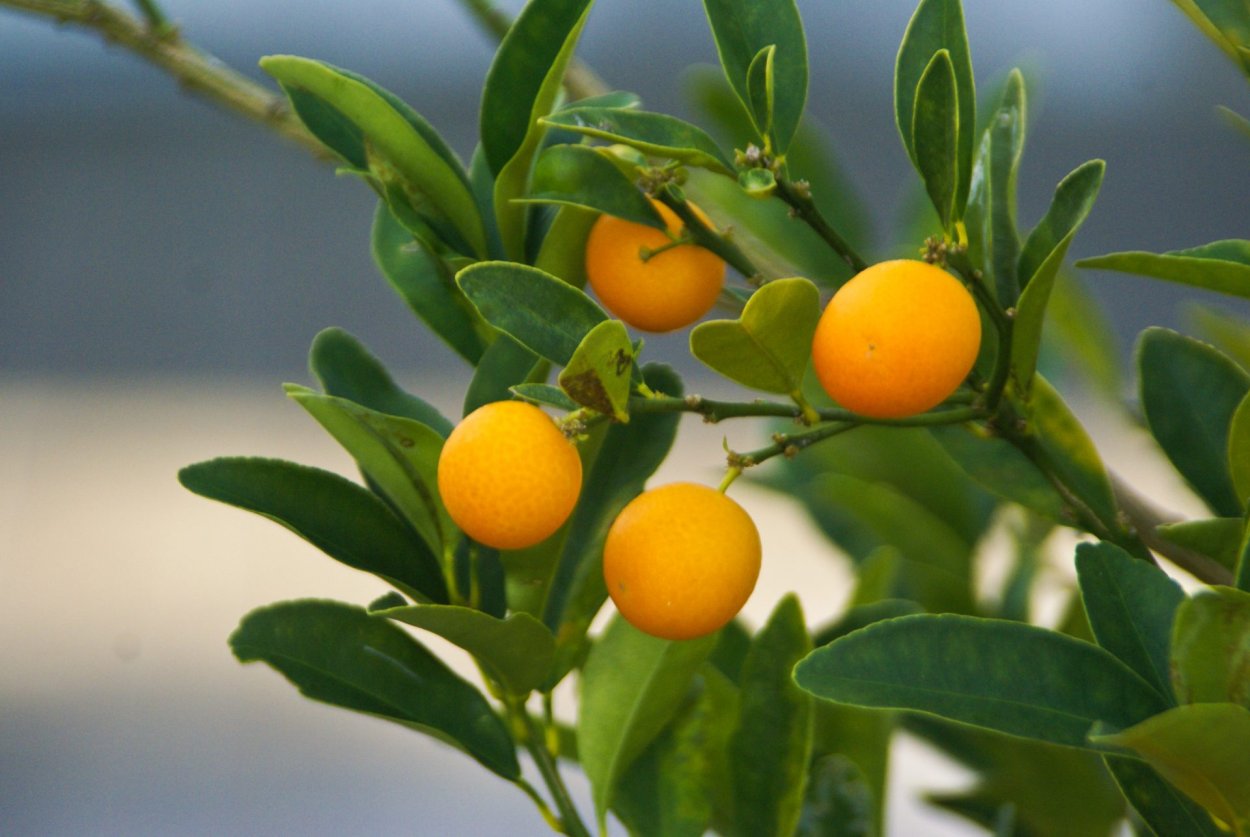 Цитрус с большими шипами