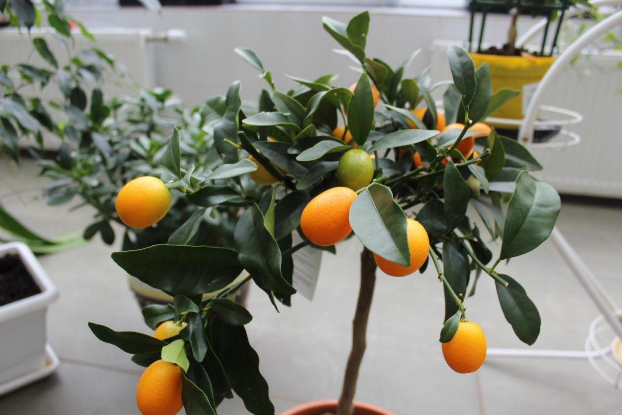 Лимон кантонский