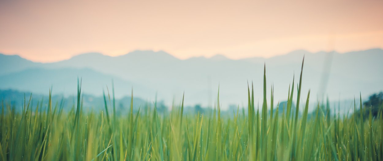 Земля трава обои