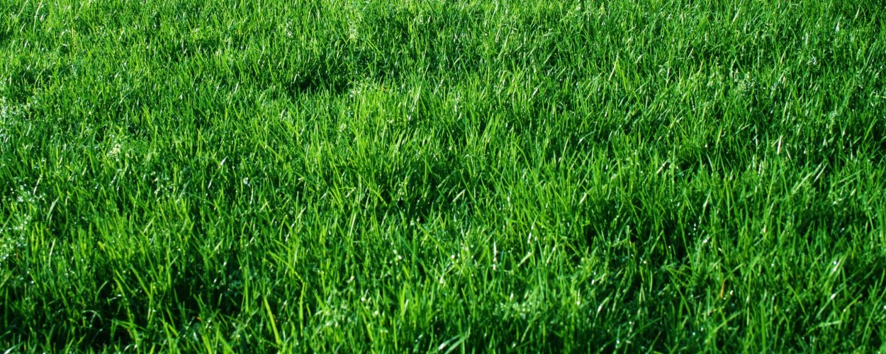 Мятлик Луговой - 5%