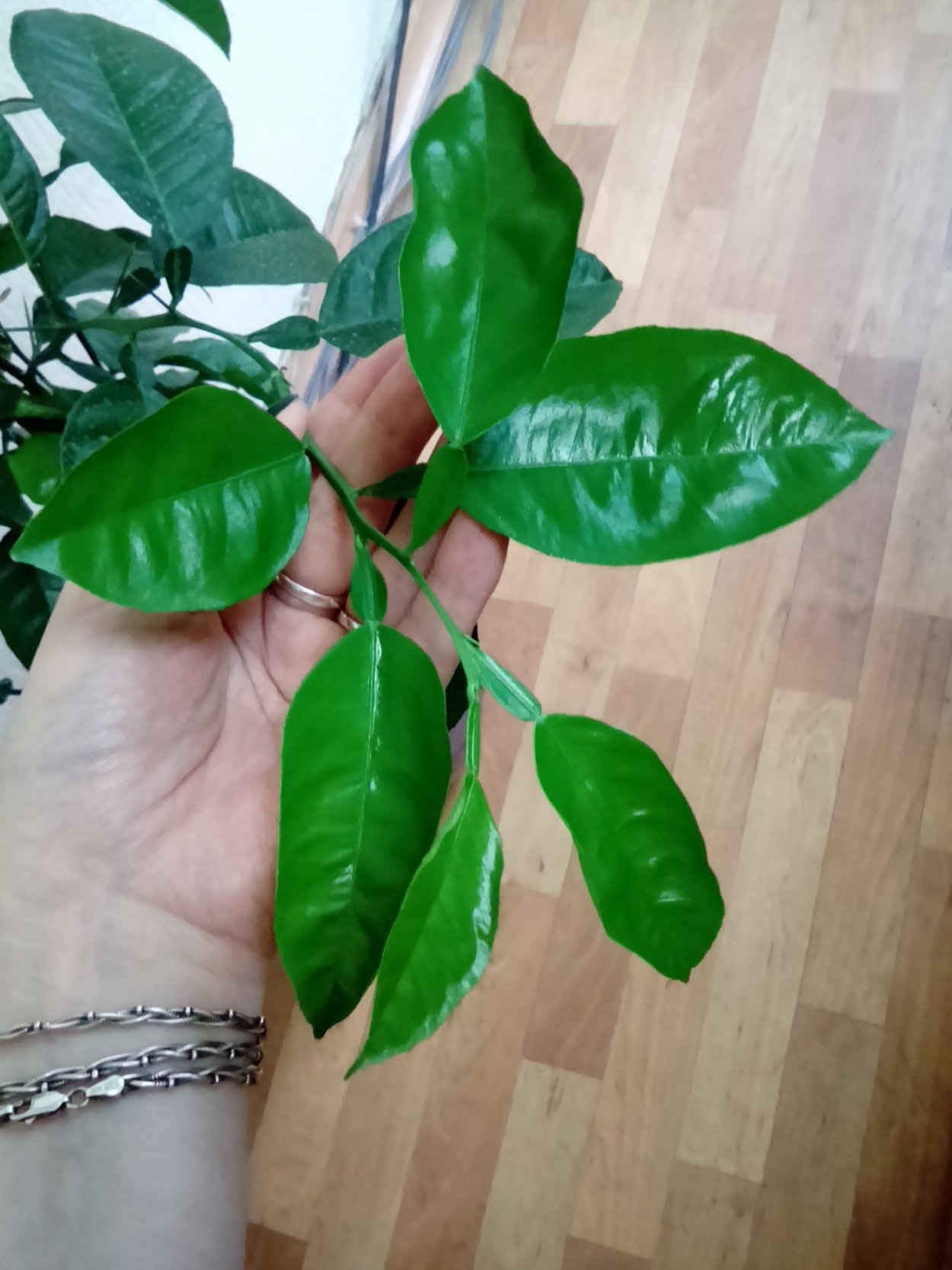 Апельсиновое дерево в огороде