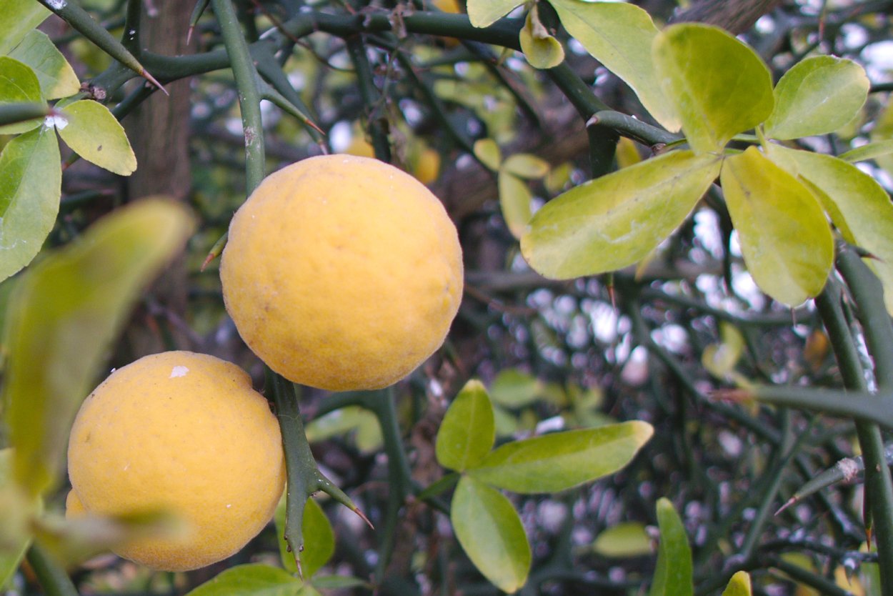 Цитрус мандарин Mandarine