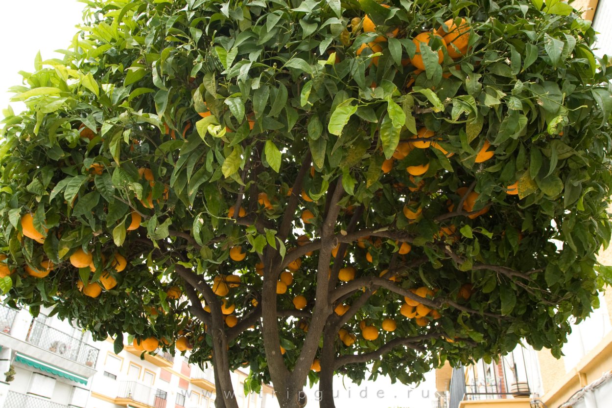 Цитрусовое дерево с ароматными цветами