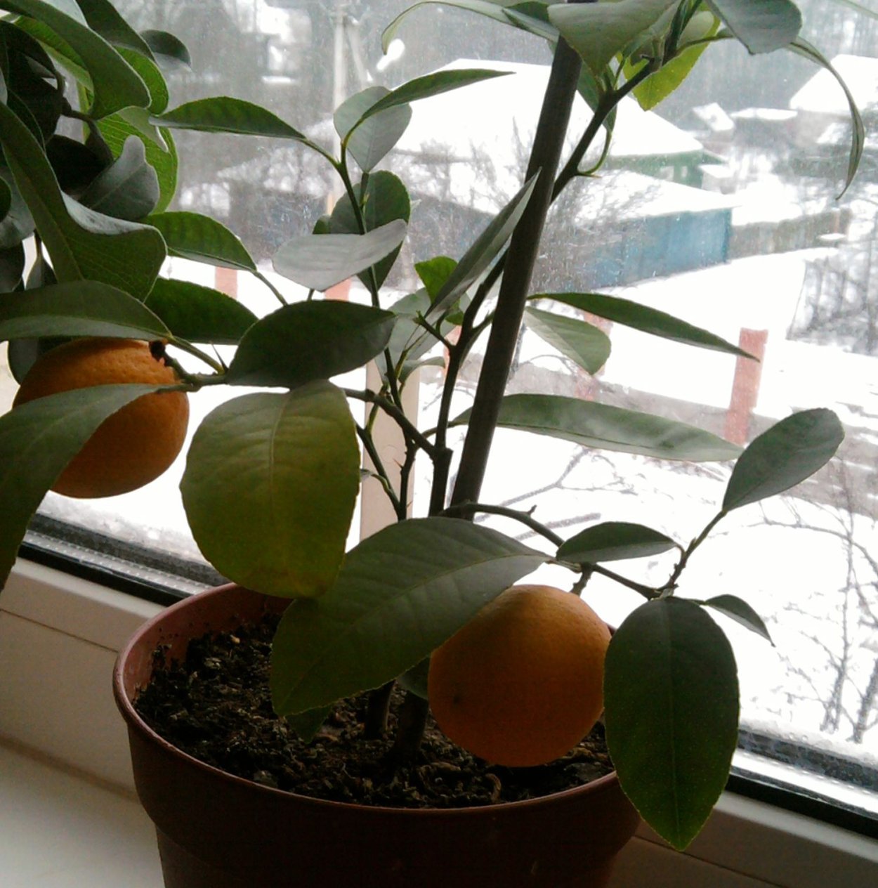 Мандариновое дерево с шипами