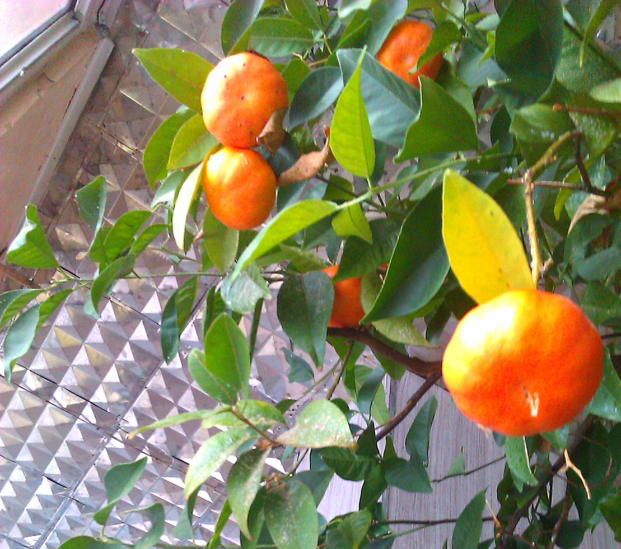 Цитрофортунелла каламондин