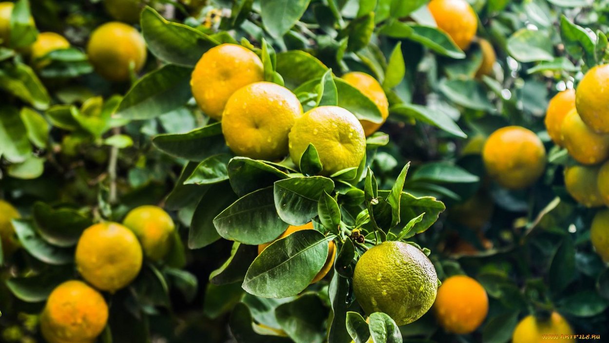 Листья апельсинового дерева