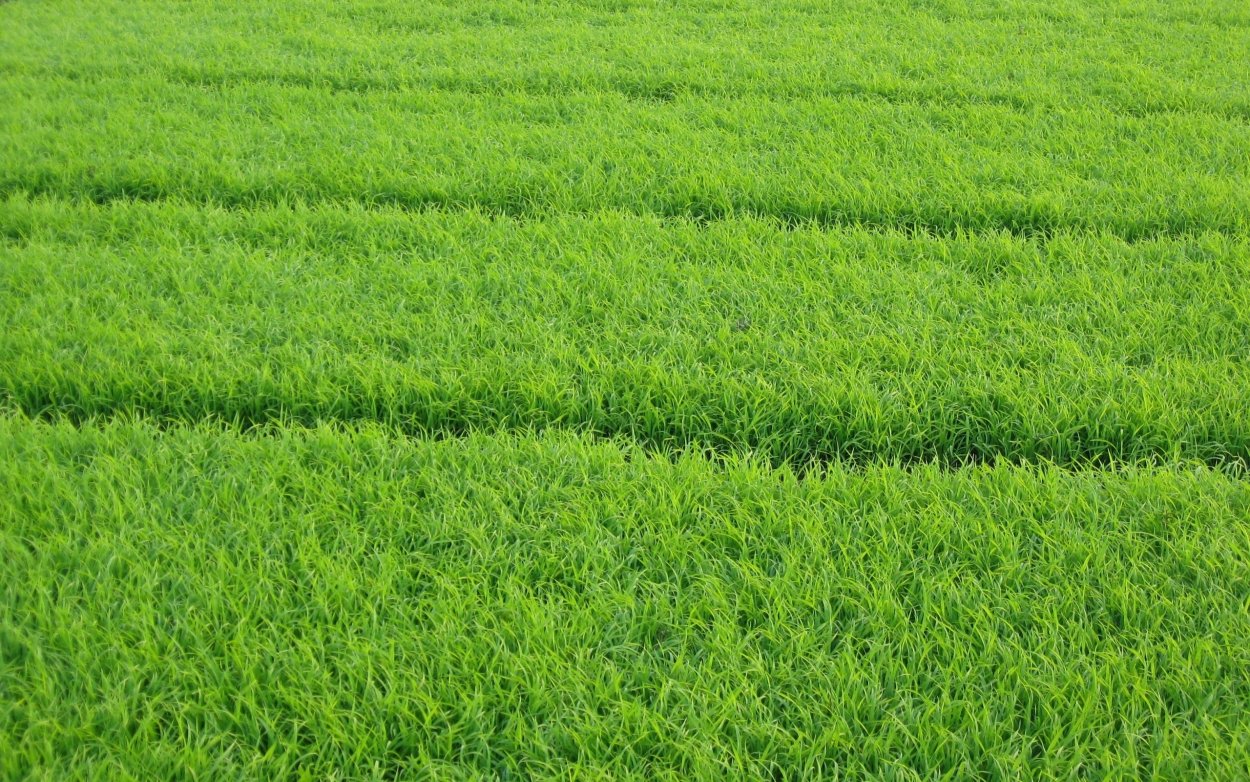 Зеленое поле