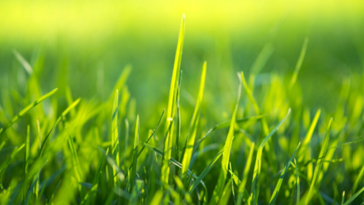 Летние травы