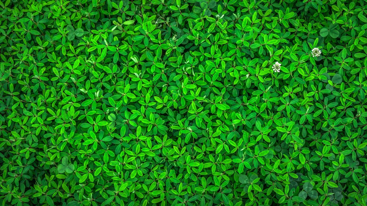 Трава на прозрачном фоне