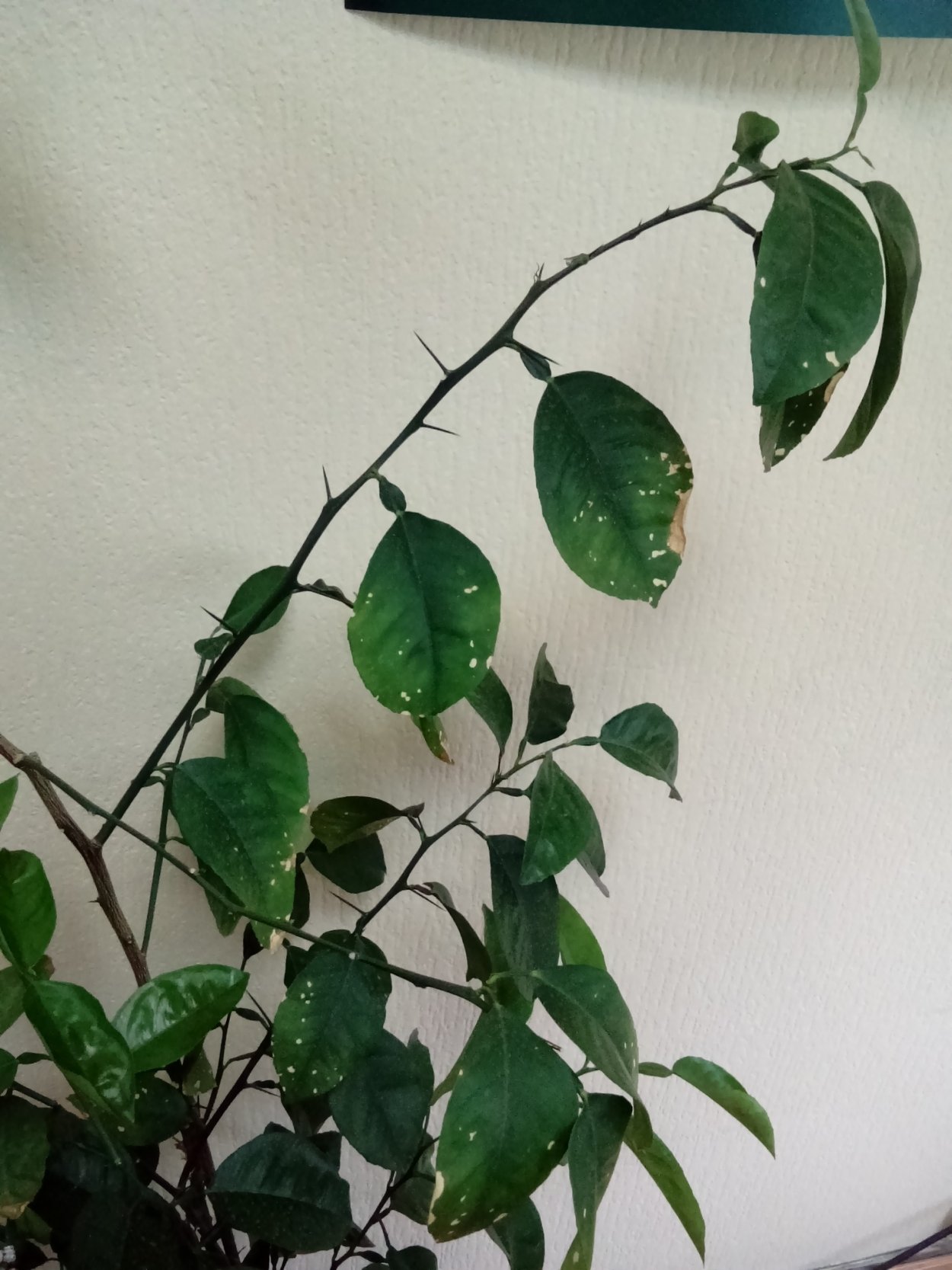 Цитрусовое дерево с шипами