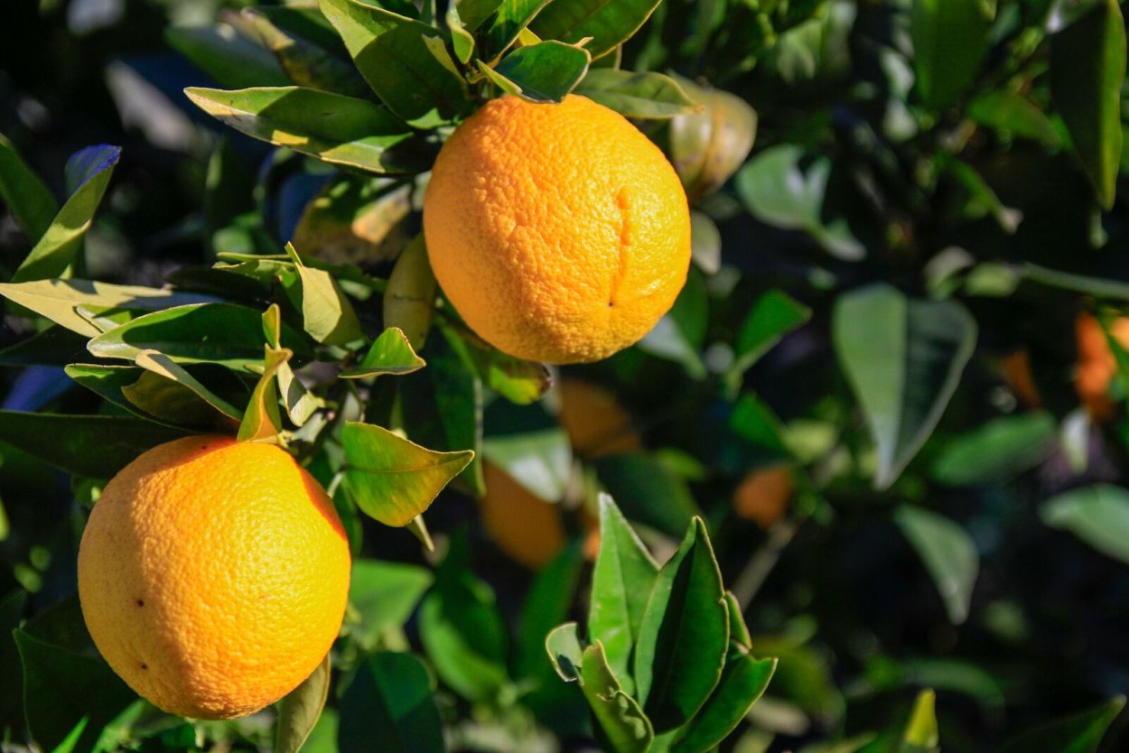 Мандарин Сацума дерево