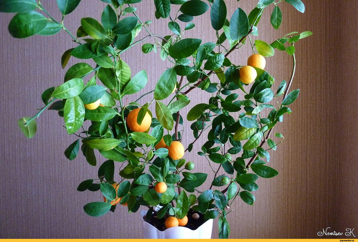 Цитрус карликовый