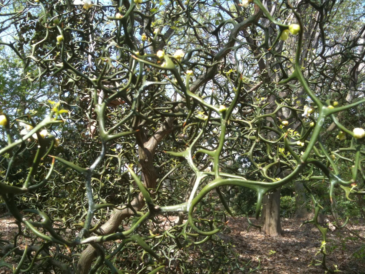 Цитрус трифолиата