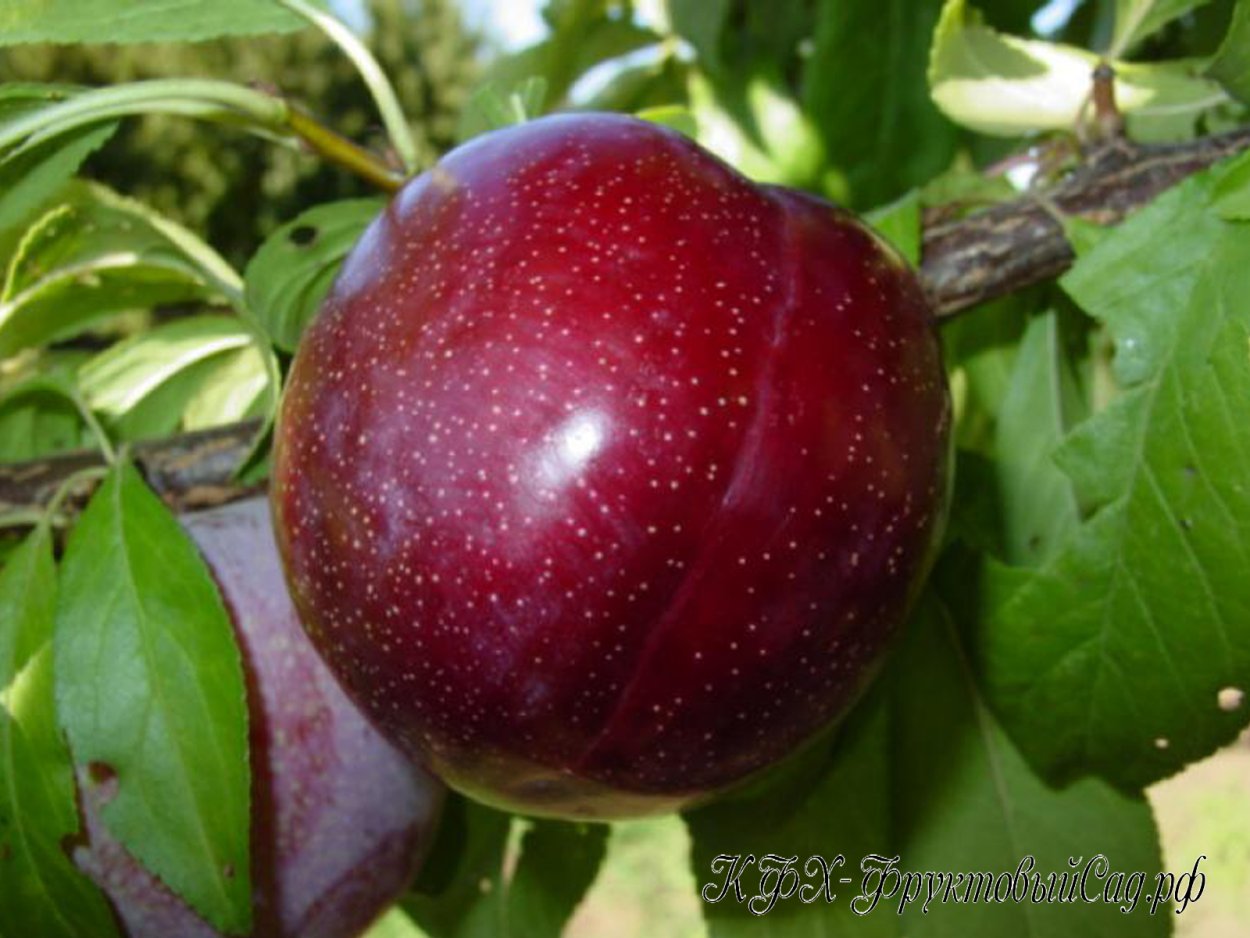 Гибрид слива персик абрикос шарафуга